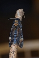 10 08 13_6810_edited-1-copy